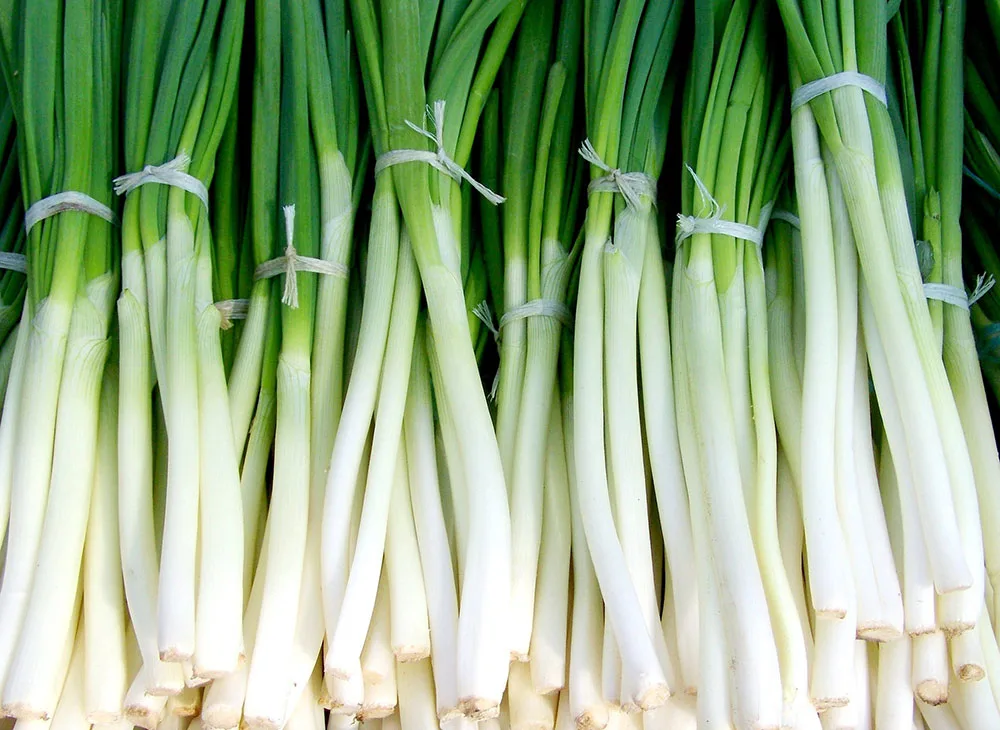 How to Freeze Green Onions & Scallions {The EASY way!}, Recipe