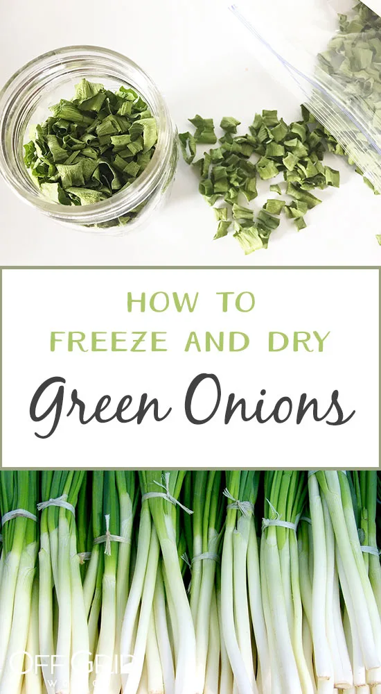 How To Harvest And Preserve Green Onions Off Grid World