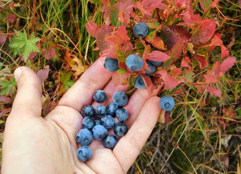 Foraging wild edibles