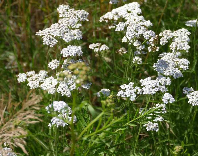 Survival Fundamentals: Foraging Safe Wild Edibles - Off Grid World