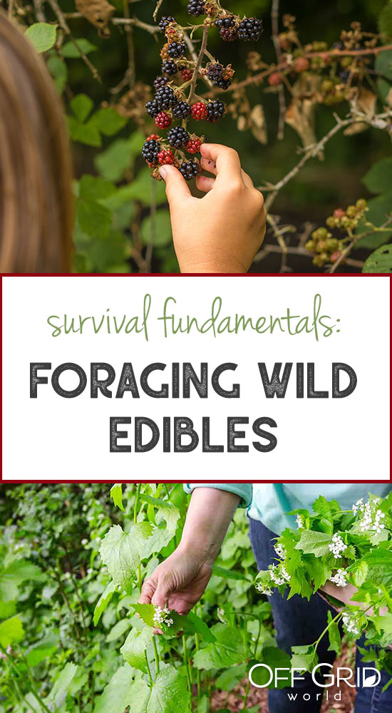 Foraging wild edibles