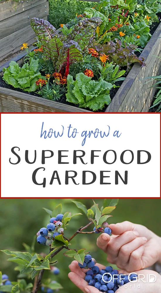 Superfood garden