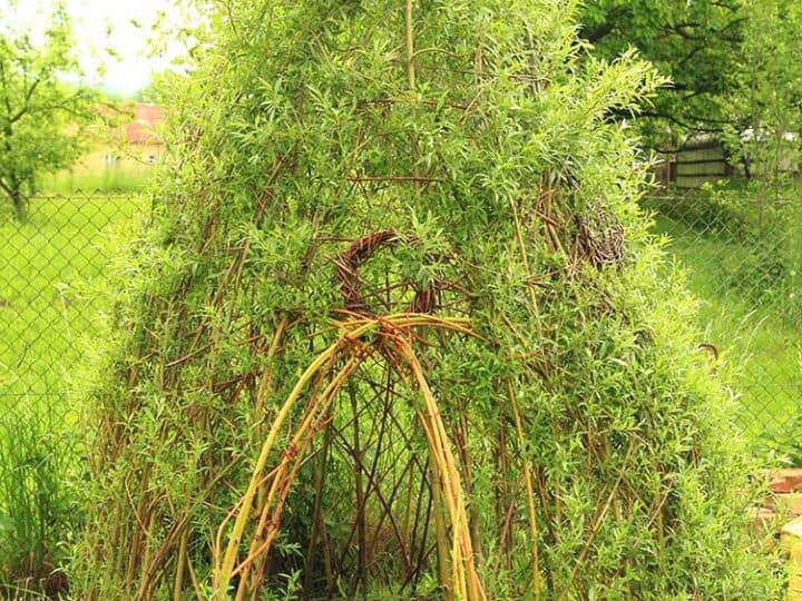 15 Fabulous Living Willow Project Ideas