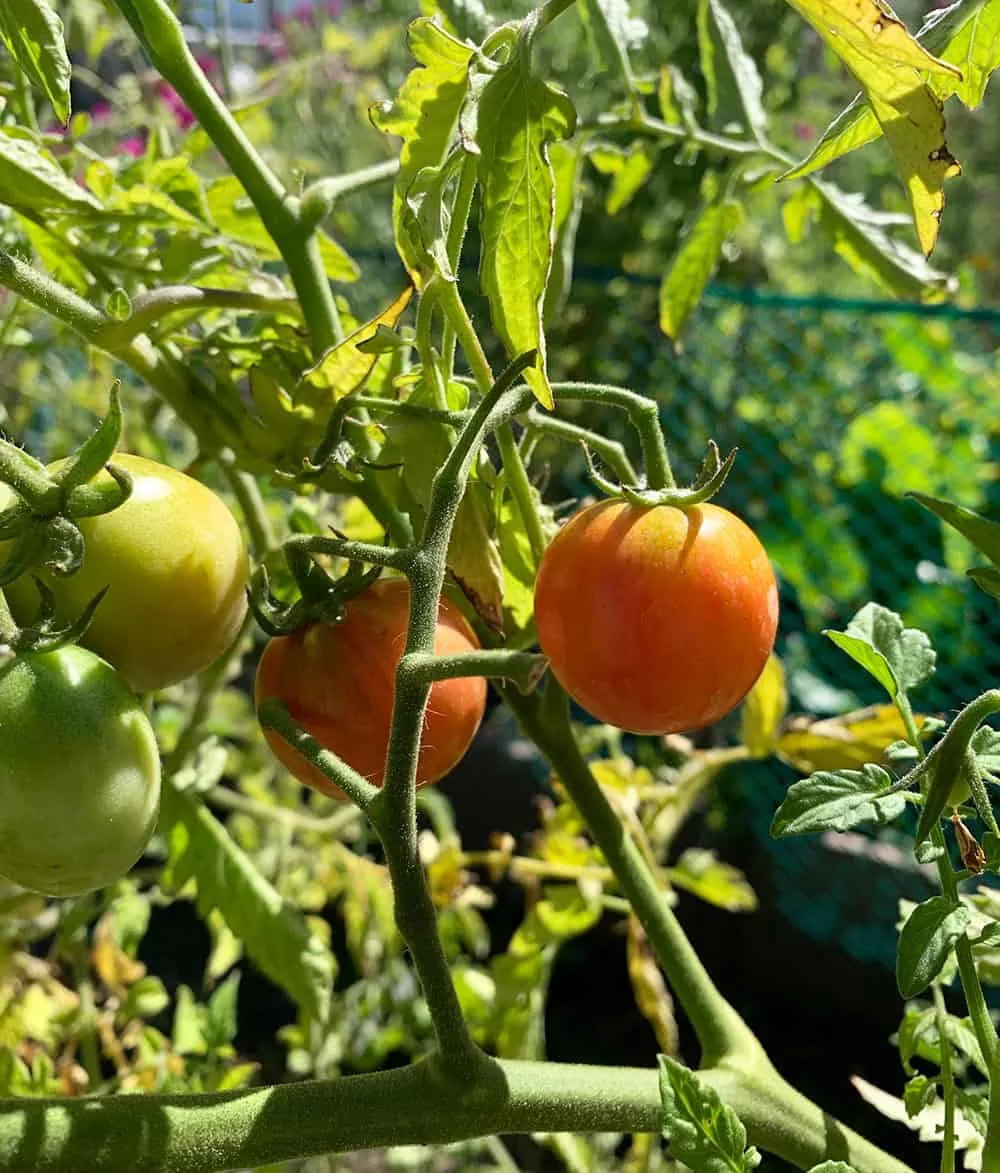 Organic garden tomatoes