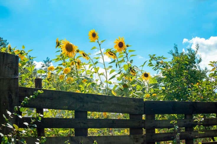 High Efficiency Off Grid Apartment Gates And Fences