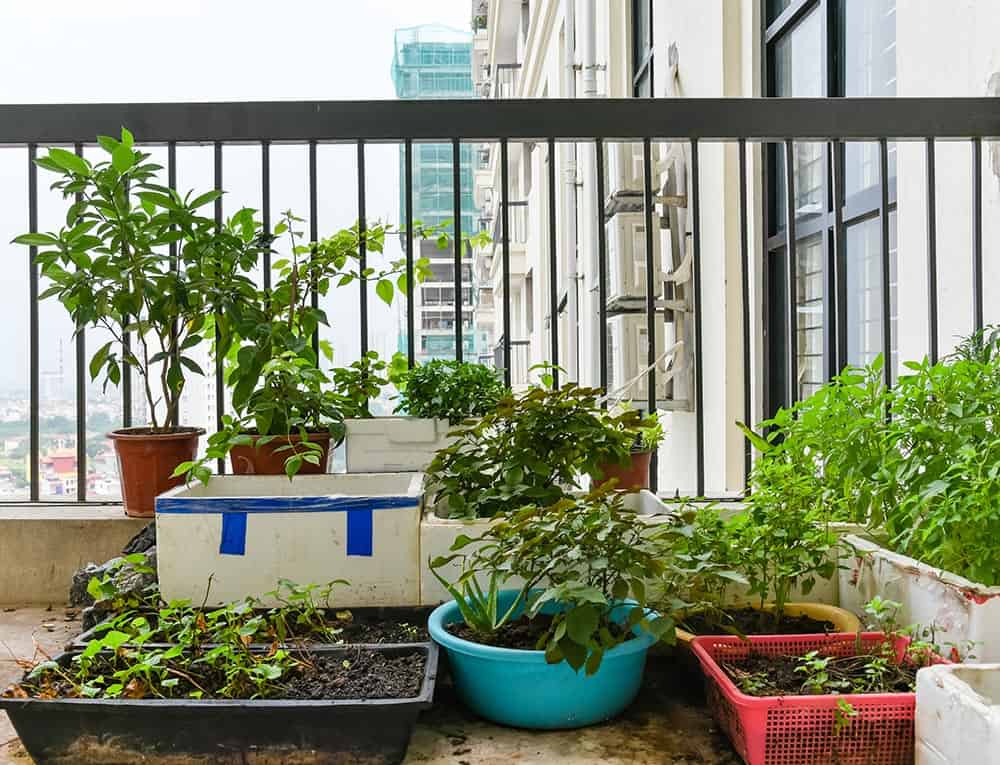 Growing food on a balcony