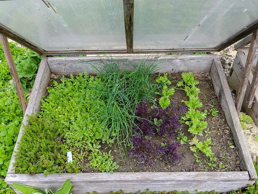 Cold frame garden