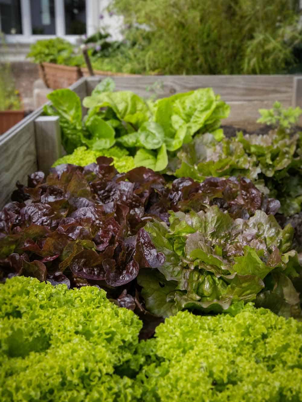 Lettuce in raised beds