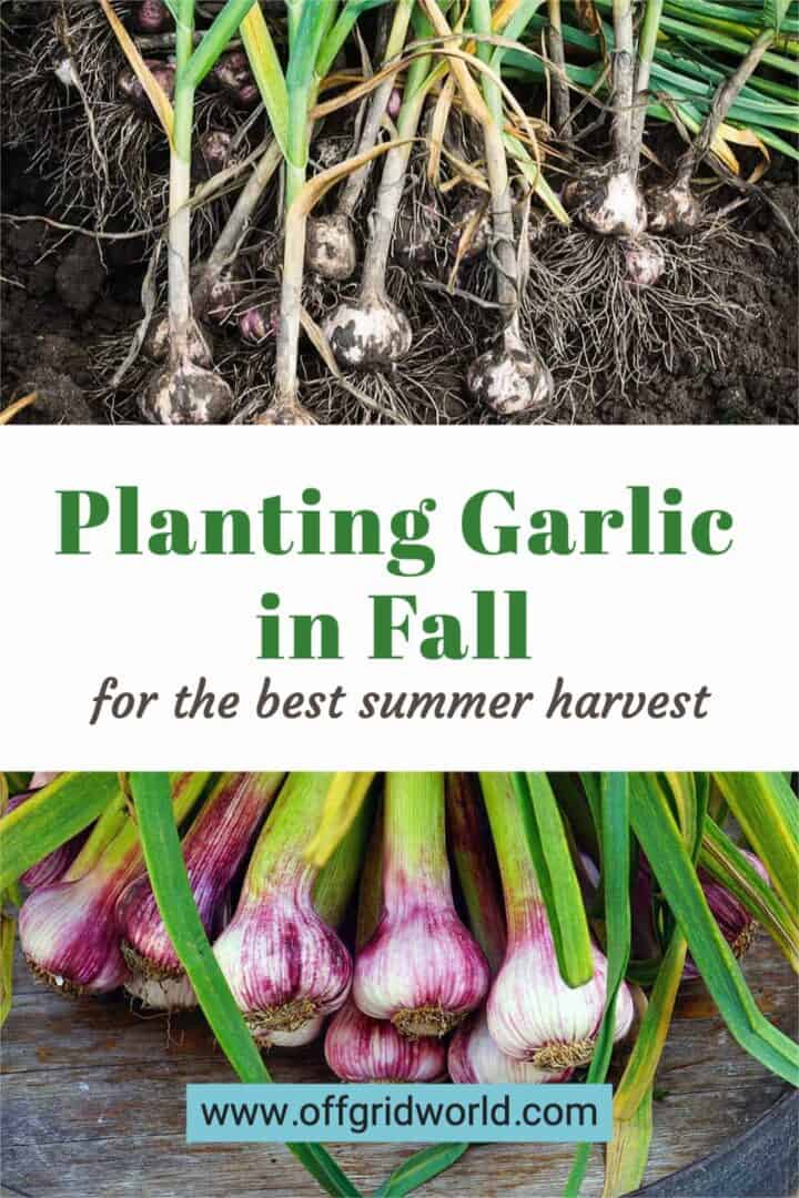 Planting Garlic in Fall for the Best Summer Harvest - Off Grid World