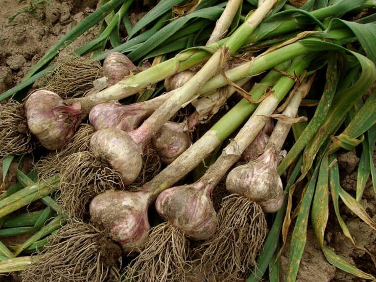 Planting Garlic in Fall for the Best Summer Harvest