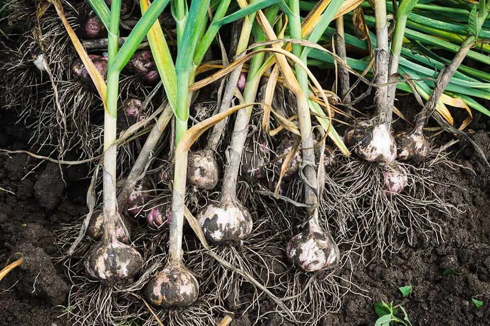 https://offgridworld.com/wp-content/uploads/2022/09/growing-garlic.jpg.webp
