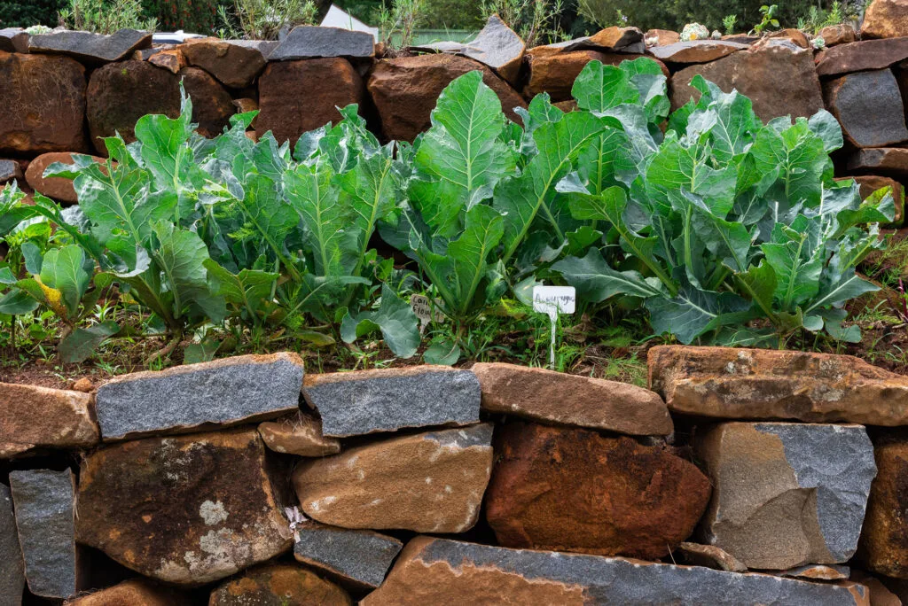 rock raised garden bed