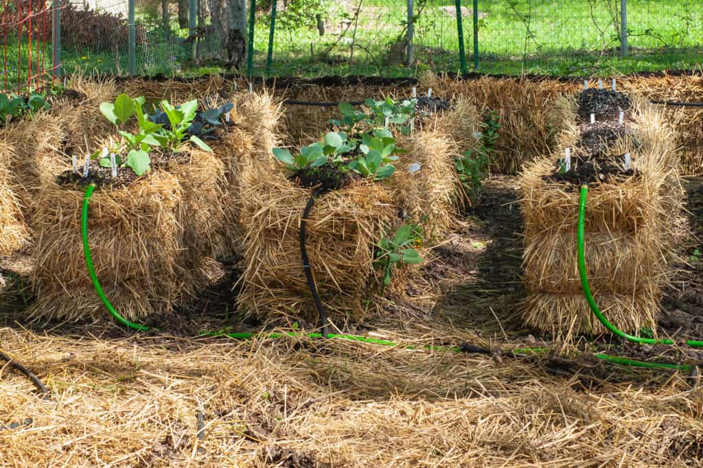 straw bale garden beds