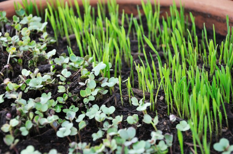 Microgreens 101: Choosing the Best Growing Medium for Optimal Growth